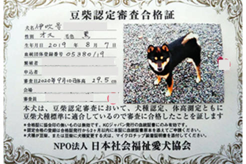 販売中の豆柴の親犬